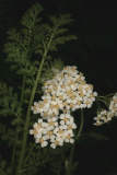 Achillea millefolium L. RCP08-07 131.jpg